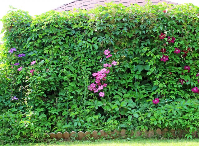 Flowers of pink clematis in the garden on the wall arbor