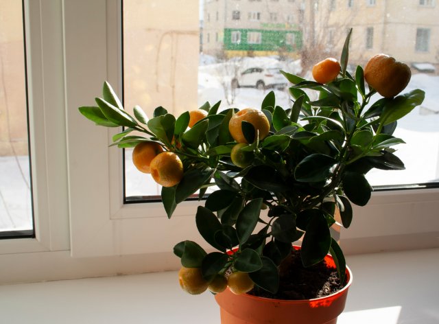 мандарин на окне