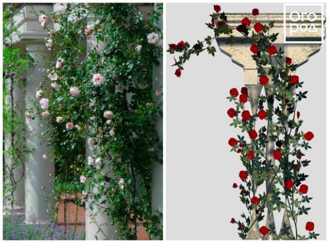 формировка плетистых роз вокруг столба