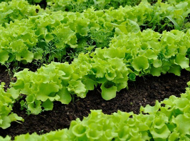 Как вырастить зелень в теплице и что сеять ранней весной в теплице, чтобы успеть собрать урожай до основных посадок