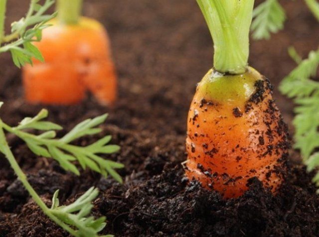 Морковь с позеленевшей верхушкой плода не опасна, но и не отличается приятным вкусом
