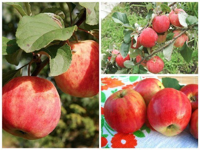 Лучшие сорта яблони для урала: посадка и уход