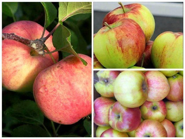 Лучшие сорта яблонь урала: посадка и уход
