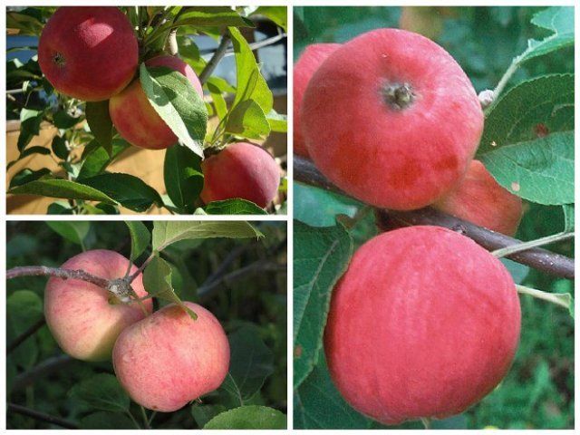 Лучшие сорта яблони для урала: посадка и уход