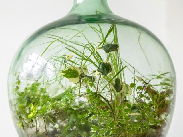 растения в стеклянной бутылке
