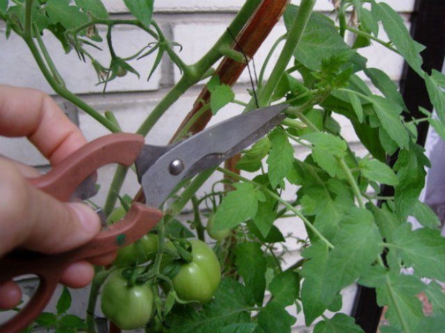 Прищипывание помидоров