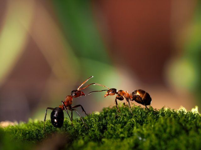 лесные муравьи