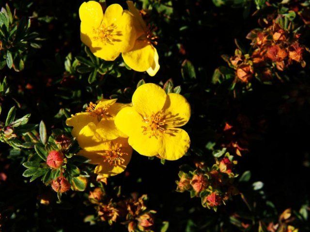 Голдфингер – высота 1 м; многочисленные крупные темно-желтые цветы