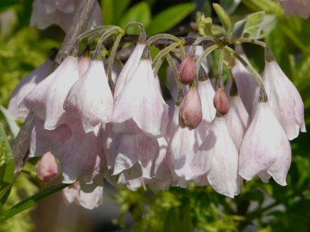 Цветки ландышевого дерева Арнольд Пинк