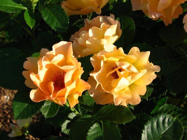 Канадская роза Морден Санрайз 