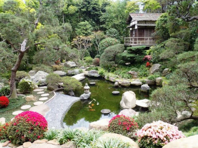 растения в японском саду