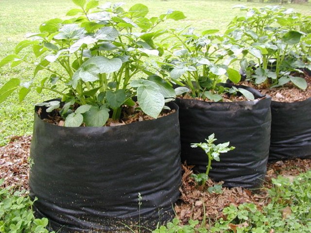 Как вырастить картофель в мешках 
