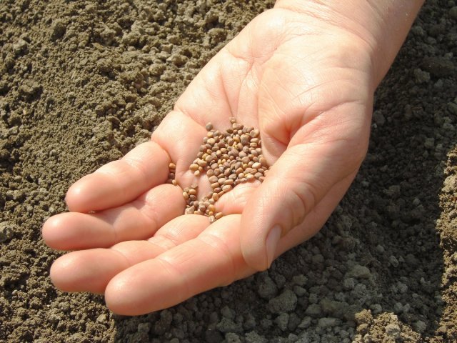 hand with radish seeds ready to sowing
