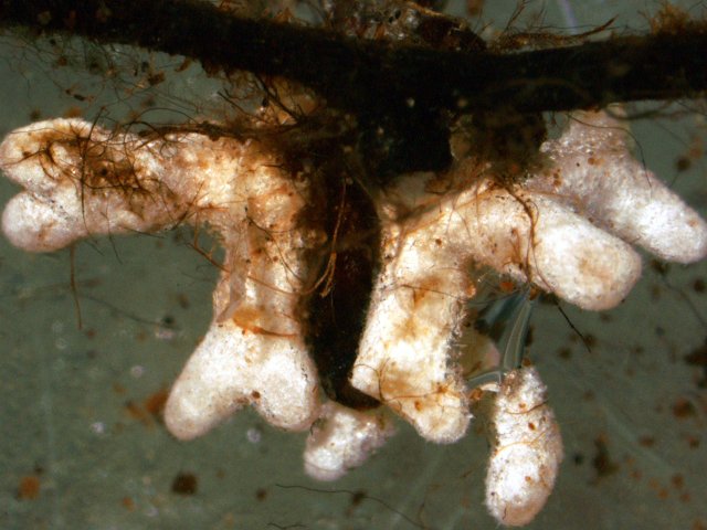 Клубеньки микоризы на корнях растения-хозяина