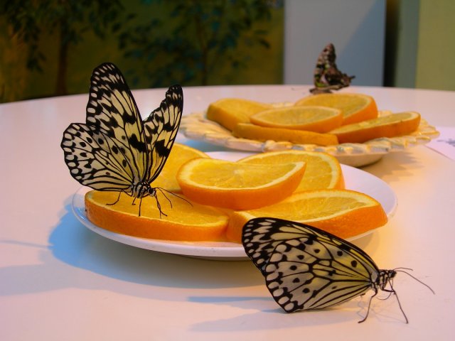 Бабочки на апельсине