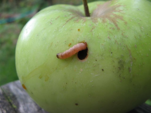 Плодожорка на яблоне