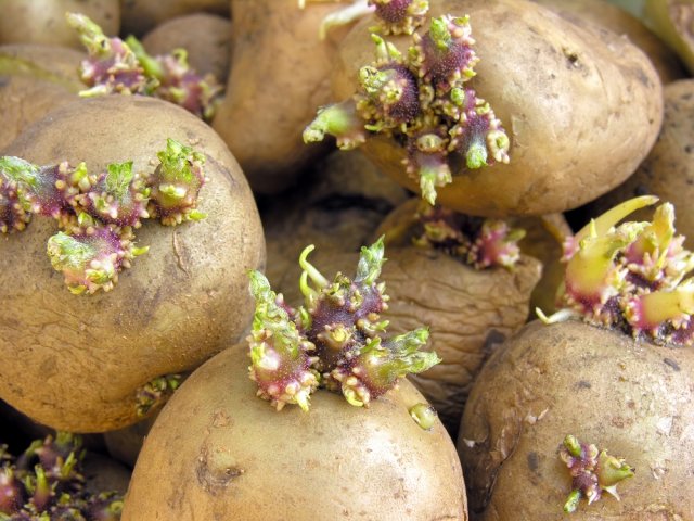 летняя посадка картофеля