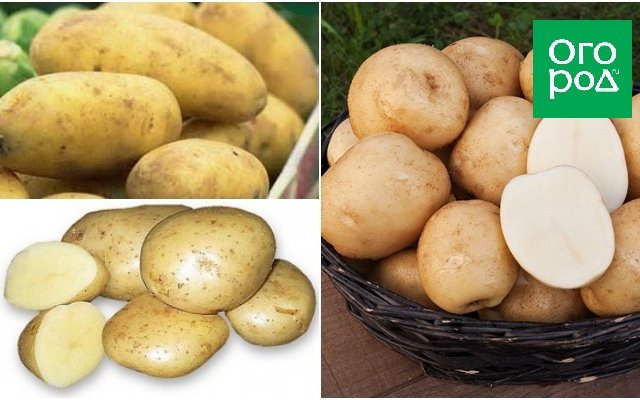 Сорта картофеля устойчивые к фитофторозу. Сорта картофеля для Ярославской области устойчивые к фитофторе. Сорт картофеля Ласунок. Бронницкий сорт картофеля.