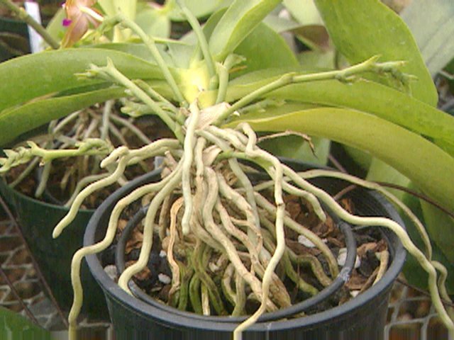 Сухие корни у орхидеи