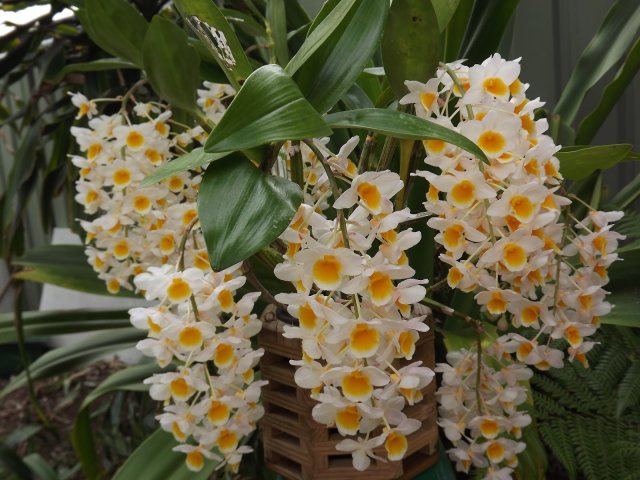 Орхидея в цвету