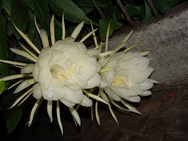 Кадупул, или королева ночи (Epiphyllum oxypetalum)