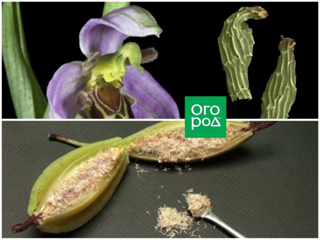 Семена орхидеи