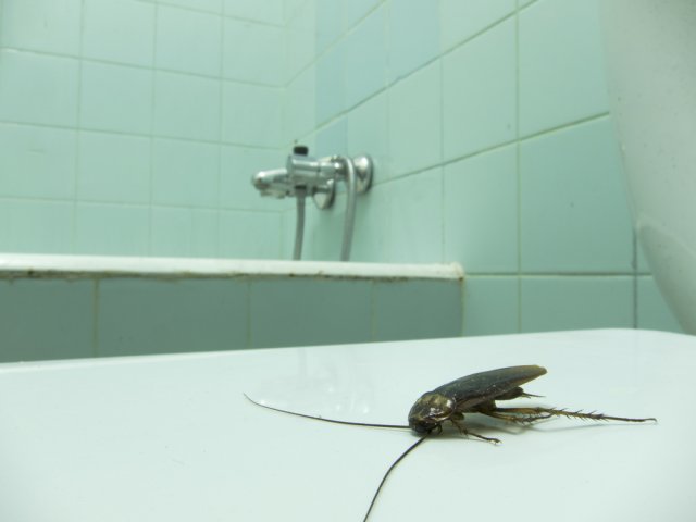 таракан ползет по ванне