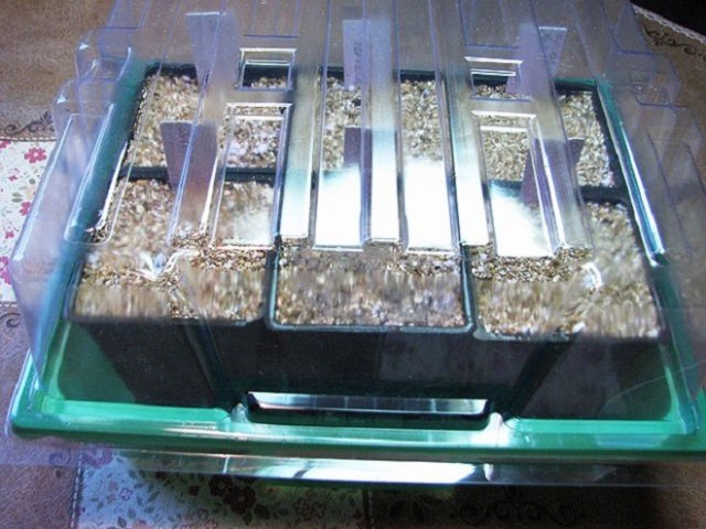 Выращивание гейхеры из семян в домашних условиях