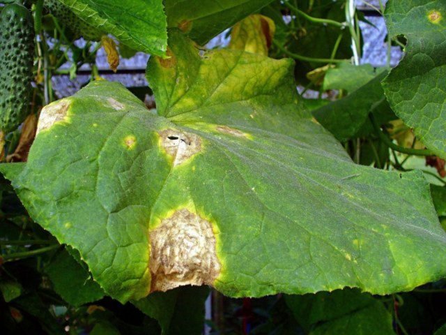Аскохитоз на листьях огурца