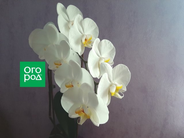 Орхидея фаленопсис Анна Вайт (Anna White)