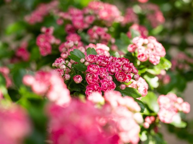 Топ-13 цветущих кустарников с приятным ароматом