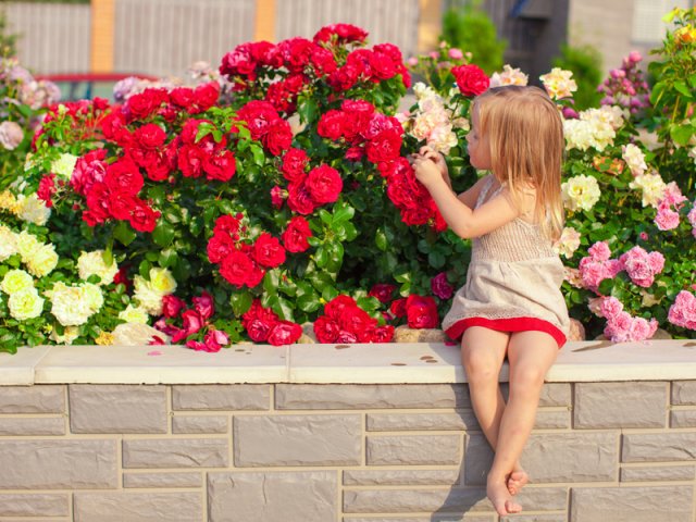 девочка любуется розами