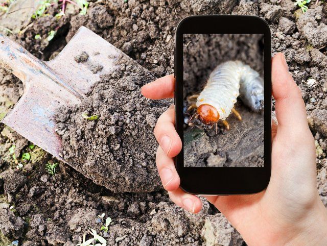 концепция сада - мужчина фотографирует на мобильный телефон белую личинку майского жука на земле в саду