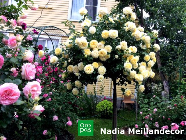 штамбовая роза Nadia Meillandecor
