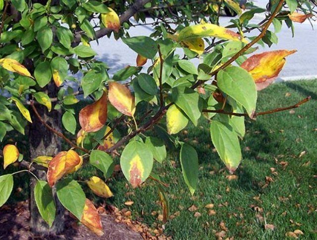 Листья яблони с признаками дефицита калия и азота