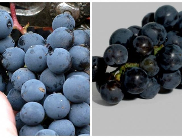 как правильно хранить виноград