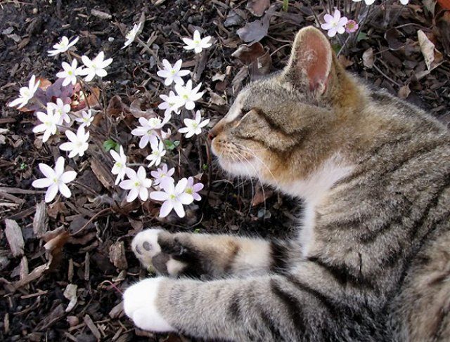 Кот спит возле цветов печеночницы
