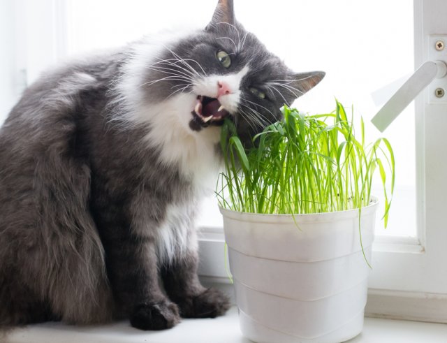 Растения для кошки