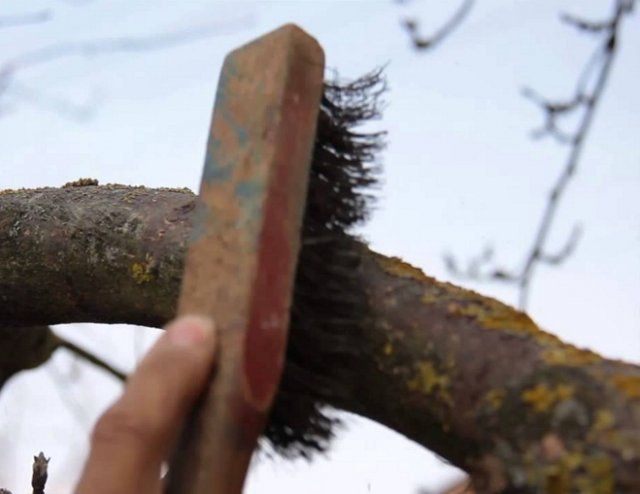 Очистка плодового дерева от мха и лишайника