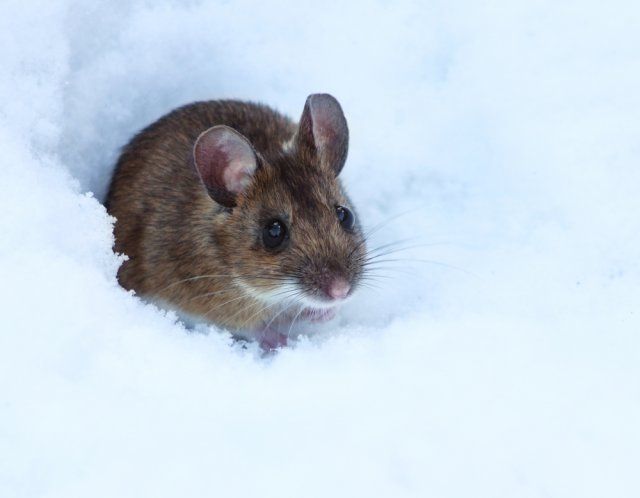 Мышь в снегу