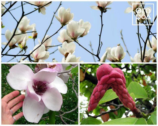 Магнолия голая, или обнаженная (Magnolia denudata)