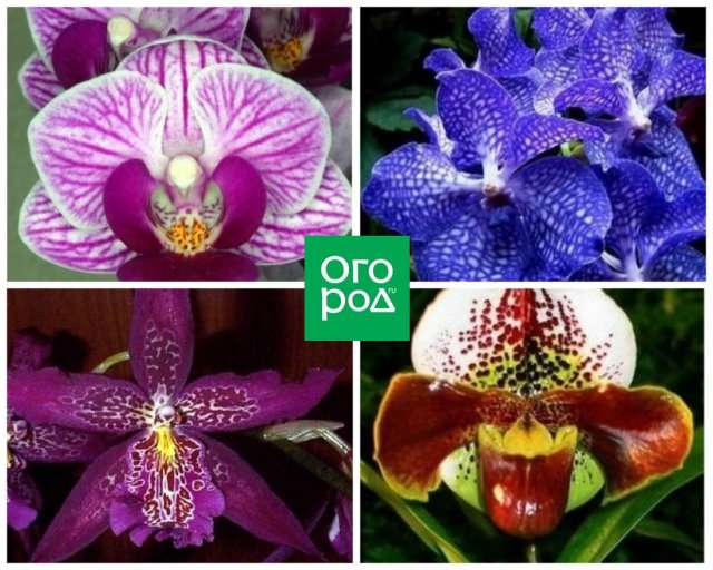 Цветы орхидей