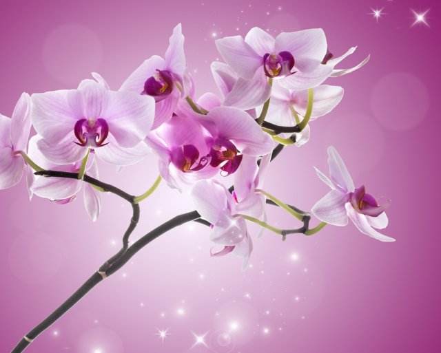 Цветы орхидеи фаленопсис