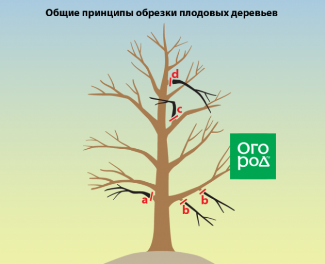 Схема обрезки плодовых деревьев осенью