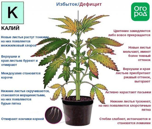 Признаки дефицита и избытка калия у растений