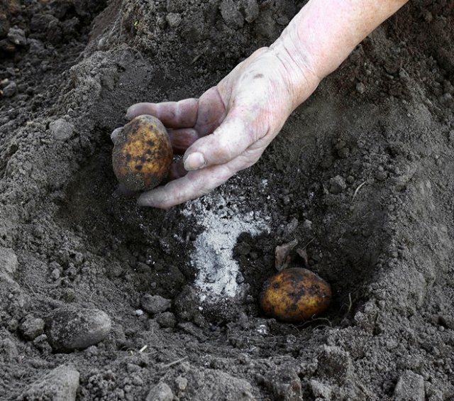 удобрения для картофеля