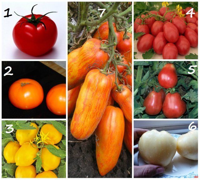 Формы плодов томатов