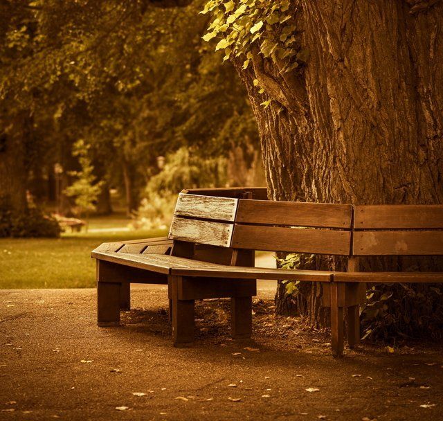 деревянная скамейка вокруг дерева фото