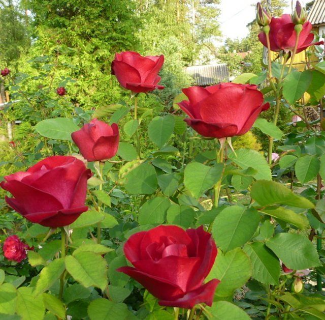 Канадская роза Эмили Карр 