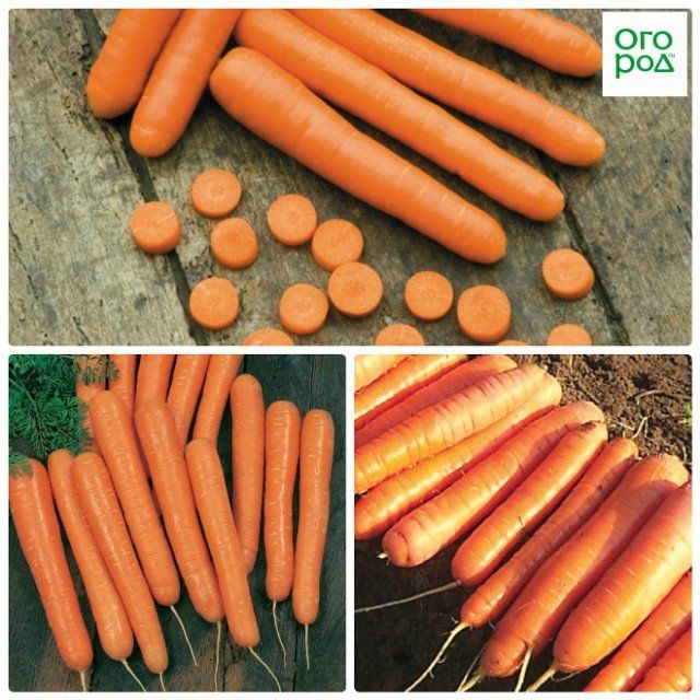 морковь болеро f1